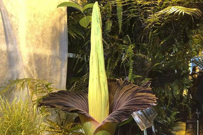 Cây hoa khổng lồ tỏa ra mùi thối nồng nặc nhưng cả nghìn người vẫn ùn ùn tới ngắm và ngửi
