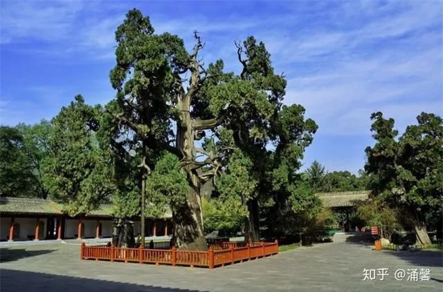 Top 10 cây nghìn tuổi tại Trung Quốc, có cây tới giờ vẫn nở hoa - Ảnh 3.