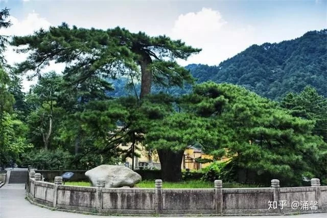 Top 10 cây nghìn tuổi tại Trung Quốc, có cây tới giờ vẫn nở hoa - Ảnh 5.