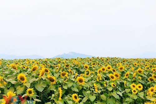 Lạc vào cánh đồng hoa hướng dương đẹp như cổ tích ở miền tây xứ Nghệ