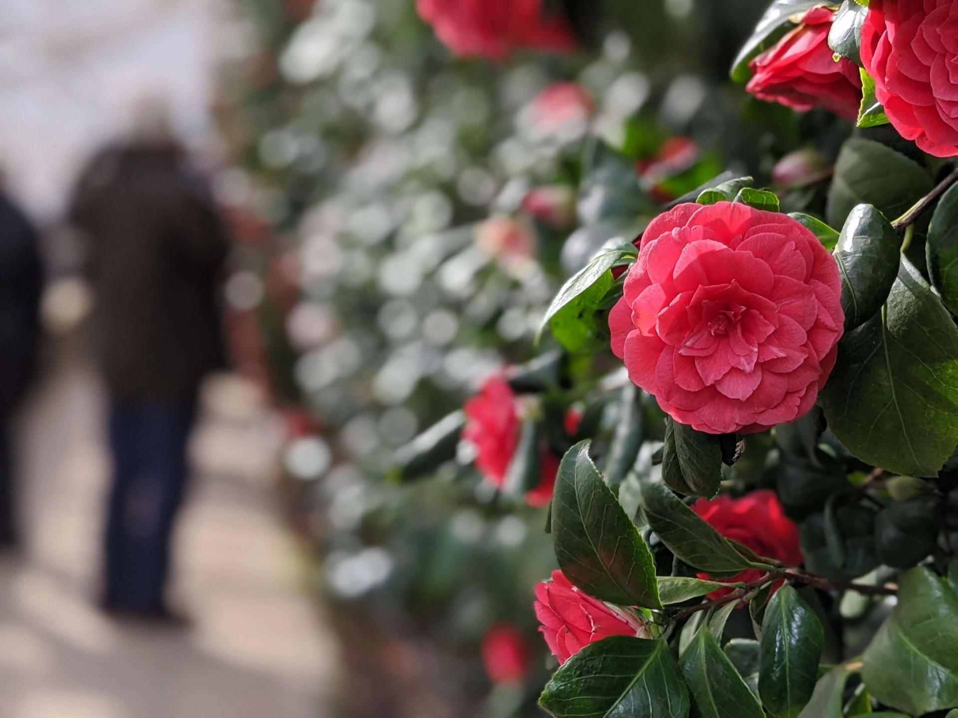 Thế kỷ 19, địa điểm này bị hủy hoại sau một vụ đánh bom. Tuy nhiên, may mắn là giống hoa trà quý hiếm vẫn còn sống sót. Những người từng chiêm ngưỡng miêu tả lại nó có cánh giống hoa hồng và mang màu hồng đặc trưng. Ảnh: Alamy.
