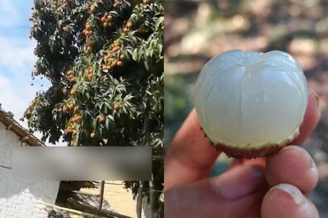 Cây vải quý 1.500 tuổi, giá mỗi quả 245.000 đồng