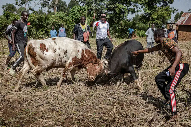 Bò đực xới tung nấm mồ võ sĩ trong lễ tang kỳ lạ giữa đại dịch