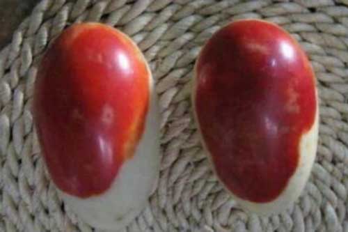 Lão nông lên núi lấy măng vô tình đào trúng hai quả “trứng máu”, chuyên gia định giá lên tới 2,8 tỷ đồng