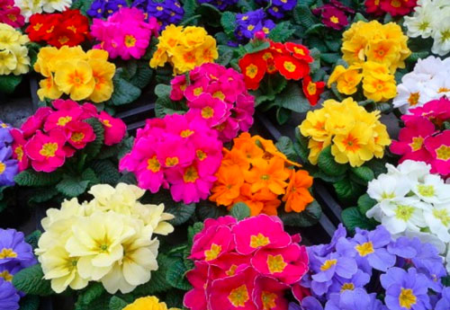 Ý nghĩa và những tác dụng của hoa anh thảo trong cuộc sống