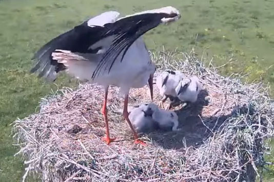 Hạc trắng giết chết, ăn thịt hay ném con ra khỏi tổ