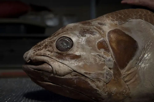 Lo&#xE0;i c&#xE1; bi&#x1EC3;n s&#xE2;u n&#xE0;y c&#xF3; tu&#x1ED5;i th&#x1ECD; c&#xF2;n cao h&#x1A1;n con ng&#x1B0;&#x1EDD;i, &#x111;&#x1EBF;n tu&#x1ED5;i 45 m&#x1EDB;i tr&#x1B0;&#x1EDF;ng th&#xE0;nh