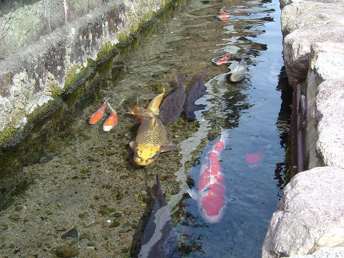 Kênh dẫn nước thả cá koi: Đến thành phố Shimabara, bạn sẽ thấy kênh dẫn nước trong vắt thả đầy cá koi, một loài cá cảnh đắt đỏ. Điều này bắt nguồn từ năm 1792, khi hoạt động của núi lửa Unzen khiến nước suối chảy qua nơi là thành phố ngày nay. Nước sạch đến mức vào năm 1978, chính quyền quyết định thả cá koi xuống kênh dẫn nước dài 100 m. Đây là loài cá chỉ có thể sống trong nước tinh khiết, chứng tỏ độ sạch của nước tại khu vực này. Ảnh: Kyushu&Tokyo.