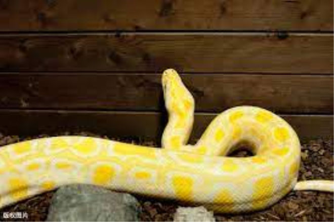 Trăn vàng quý hiếm nặng gần 40 kg rơi từ tầng 20 chung cư xuống đất