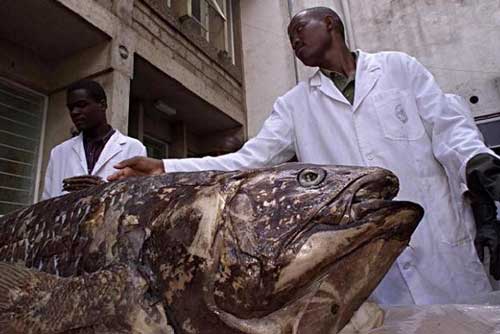 Kỳ dị loài cá 'hóa thạch sống' khổng lồ, thọ tới 100 tuổi, mang thai dài 5 năm