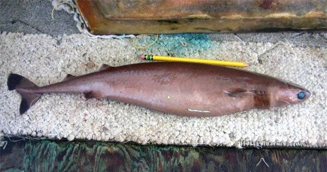 Cá mập cắt bánh quy, loài cá mập có kích thước chỉ bằng mèo nhà nhưng cắn hỏng cả tàu ngầm hạt nhân - Ảnh 2.