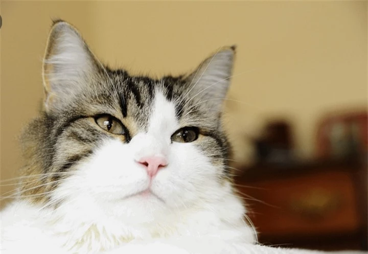 Kỳ lạ chú mèo có khả năng ‘báo tử’, nằm cạnh ai là người đó qua đời sau 2 tiếng - 5