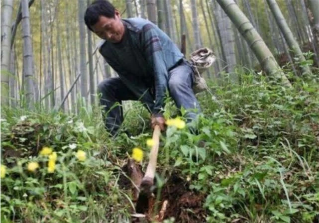 Lão nông lên núi đào măng vô tình đào trúng hai quả “trứng máu”, chuyên gia định giá lên tới 2,8 tỷ đồng - Ảnh 1.