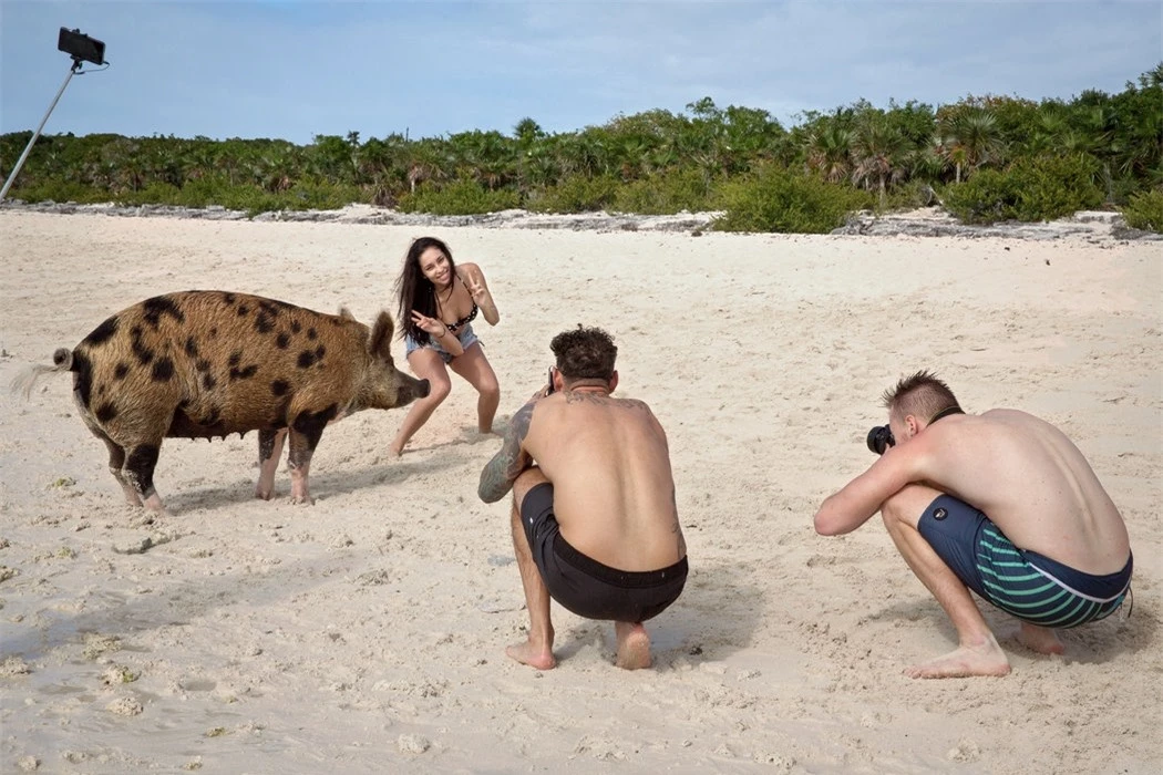 Thú vị hòn đảo có lợn biết bơi, giỏi xin ăn du khách