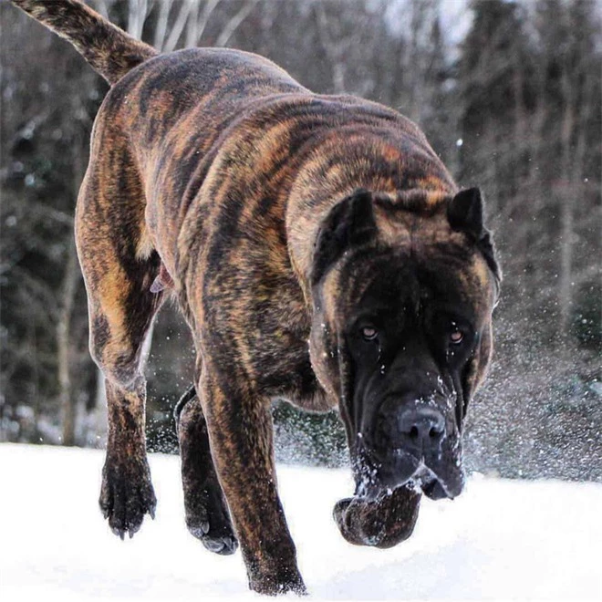 Top 5 loài chó nguy hiểm nhất thế giới, Pitbull vẫn chưa phải là kẻ mạnh nhất - Ảnh 6.