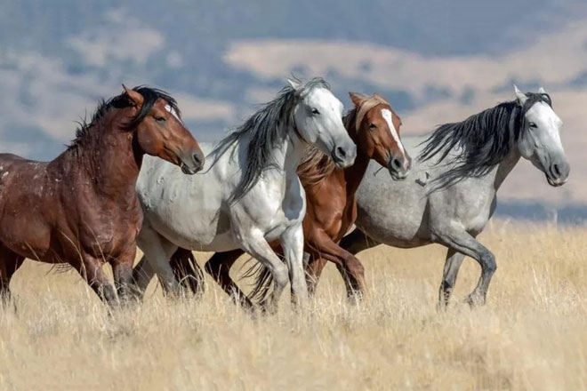 Sự thật về những con ngựa hoang dã của Mỹ
