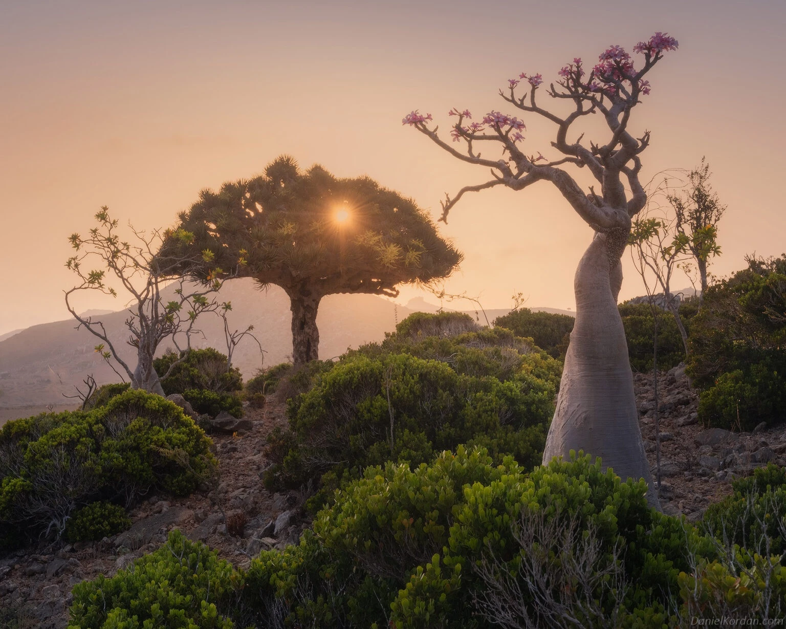 Cây máu rồng được coi là biểu tượng của đảo Socotra. Tuổi thọ của cây có thể lên tới hàng trăm năm nhưng loài này đang đứng trước nguy cơ biến mất vĩnh viễn. Bởi, Socotra ngày càng khô hạn, mưa mùa thất thường và ít đi do biến đổi khí hậu. Các nhà khoa học dự báo đến năm 2080, 45% môi trường sống lý tưởng của cây máu rồng có thể mất đi.