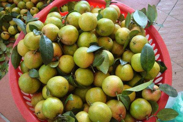 Mách bạn cách ngâm chanh đào mật ong cực chuẩn để chữa ho