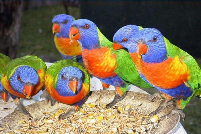 Số chim trên thế giới nhiều gấp 6 lần số người