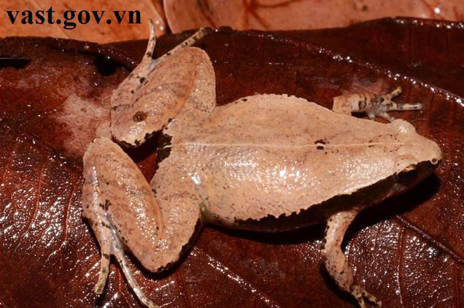 Phát hiện 2 loài nhái bí ẩn ở Việt Nam