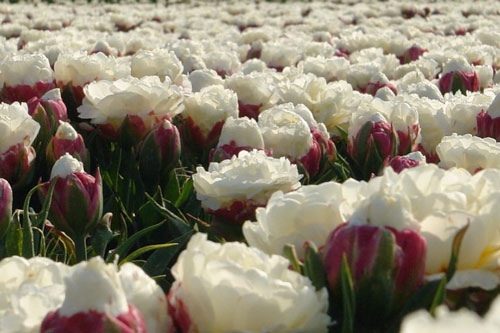 Tan chảy với loài hoa có hình dáng ngọt ngào như que kem