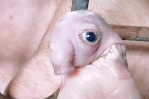 Lợn nái sinh ra 'voi con': Hiện tượng kỳ quái xuất hiện từ thời nhà Tống ở Trung Quốc, có phải điềm lành?