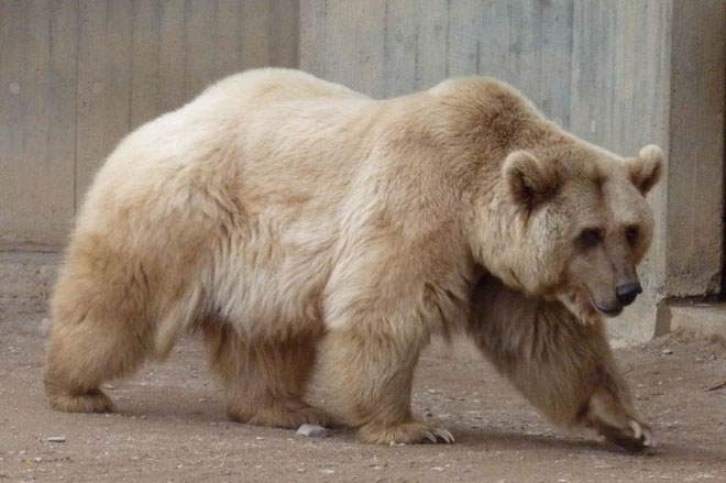 Gấu Bắc Cực buộc phải sống cùng gấu xám rồi 'nảy sinh tình cảm' - sinh ra một loài gấu mới