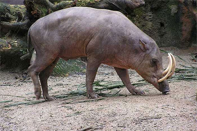 ‘Quái thú lợn’ có bộ dạng kỳ lạ