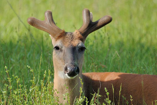 Nhung hươu phát triển nhanh như thế nào?