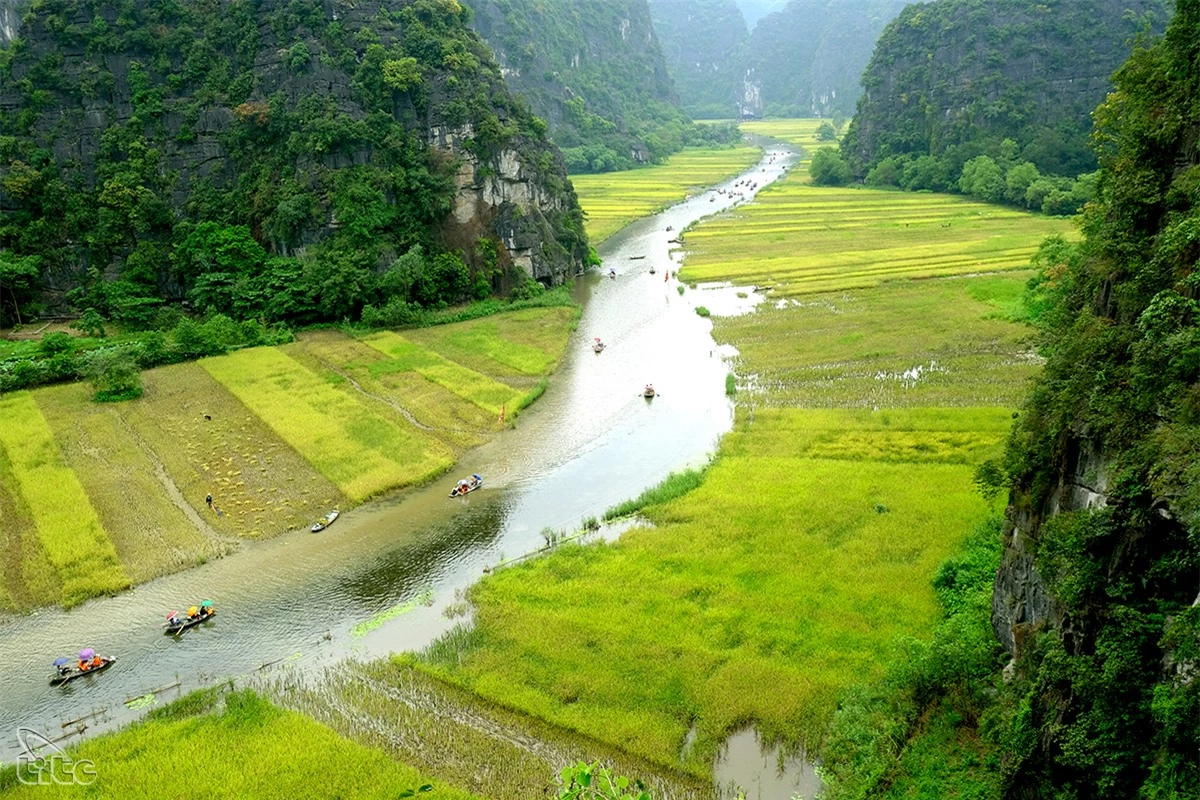 Đẹp ngỡ ngàng cánh đồng lúa chín Tam Cốc với các góc nhìn từ trên cao