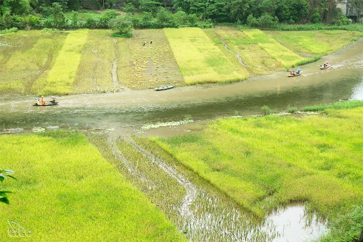 Đẹp ngỡ ngàng cánh đồng lúa chín Tam Cốc với các góc nhìn từ trên cao