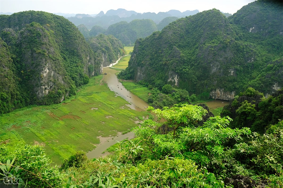 Đẹp ngỡ ngàng cánh đồng lúa chín Tam Cốc với các góc nhìn từ trên cao