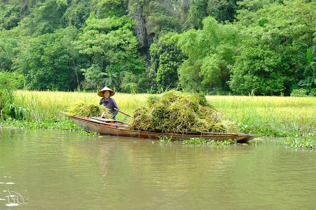 Đẹp ngỡ ngàng cánh đồng lúa chín Tam Cốc với các góc nhìn từ trên cao