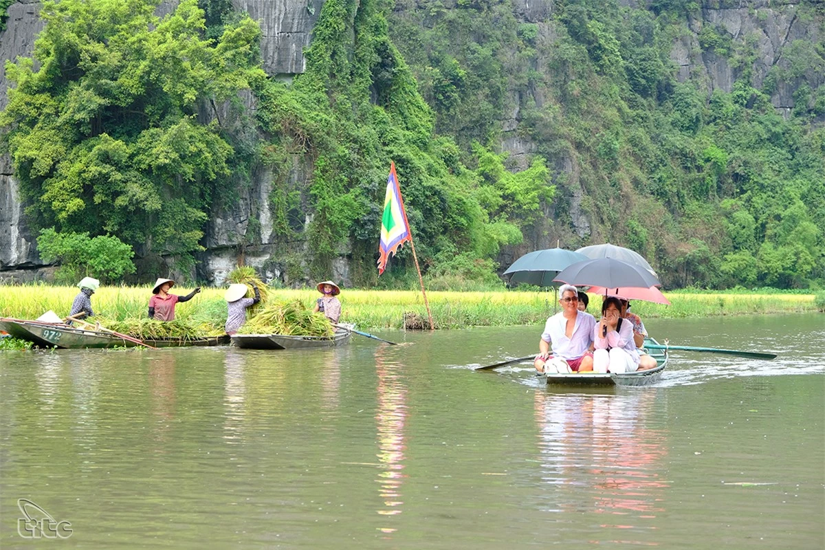 Đẹp ngỡ ngàng cánh đồng lúa chín Tam Cốc với các góc nhìn từ trên cao