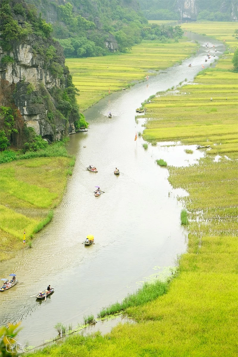 Đẹp ngỡ ngàng cánh đồng lúa chín Tam Cốc với các góc nhìn từ trên cao