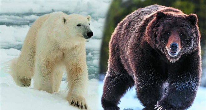 Gấu Bắc Cực buộc phải sống cùng gấu xám rồi nảy sinh tình cảm - sinh ra một loài gấu mới - Ảnh 1.
