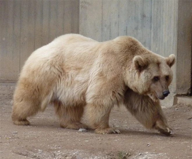 Gấu Bắc Cực buộc phải sống cùng gấu xám rồi nảy sinh tình cảm - sinh ra một loài gấu mới - Ảnh 2.