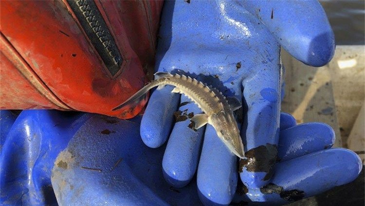 Tình trạng ô nhiễm môi trường sông là nguyên nhân khiến lượng cá tầm suy giảm.