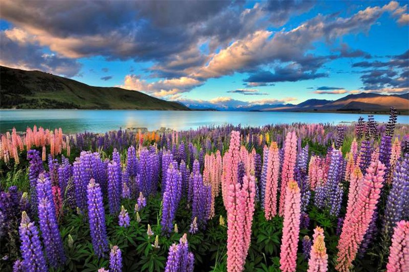Hoa lupin tại hồ Tekapo ở New Zealand