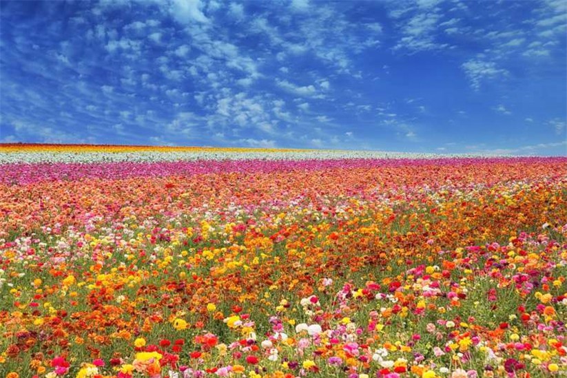Cánh đồng hoa ở Carlsbad, California, Mỹ