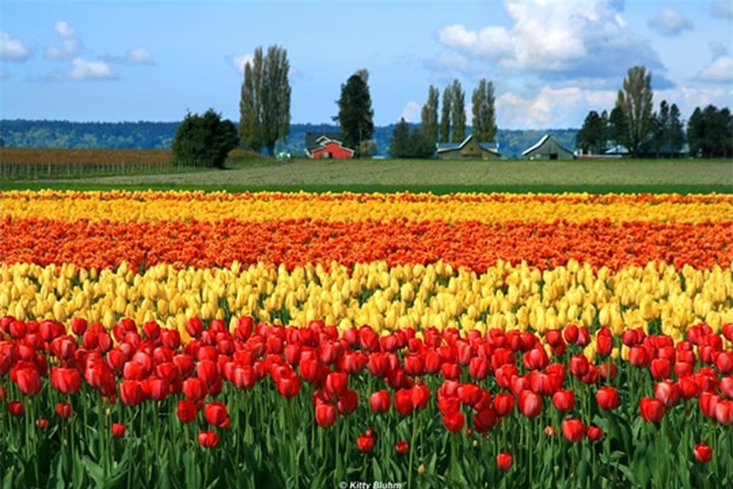 Lễ hội hoa Tulip ở thung lũng Skagit ở Washington, Hoa Kỳ