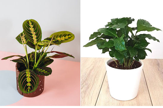 Những loại cây cảnh bạn có thể tự tin trồng để làm đẹp nhà dù không biết cách chăm sóc