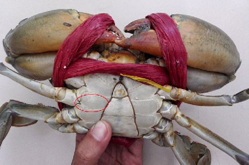 Mẹo hay từ người ngư dân: Cách phân biệt cua biển Cà Mau thật - giả