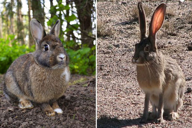 7 loài động vật mới nhìn qua có thể bạn sẽ nhầm lẫn chúng với nhau