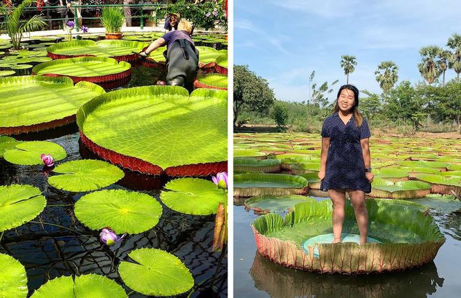 8 loài thực vật lạ lùng trên thế giới mang “siêu năng lực”