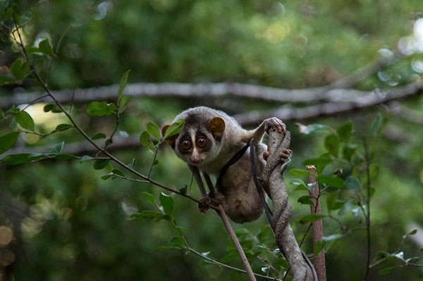 Rợn người thấy vật lạ kỳ bí treo ngoài cửa sổ, báo cảnh sát phát hiện chuyện ngỡ ngàng