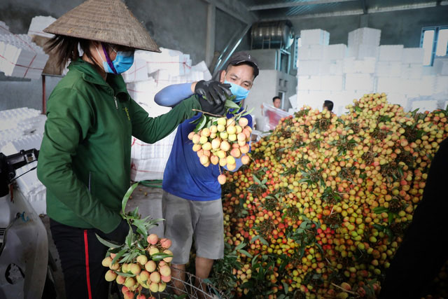 Bắc Giang thành công trong tiêu thụ vải thiều bất chấp COVID-19