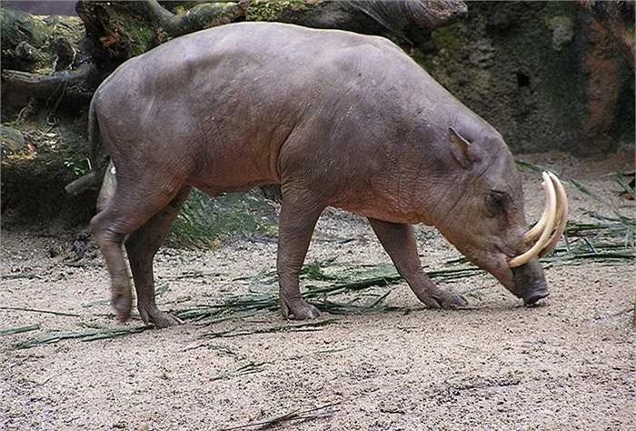 Lợn hươu có nguồn gốc ở Celebes và các đảo xung quanh của Indonesia. Nó là thành viên duy nhất trong chi Babyrousa.