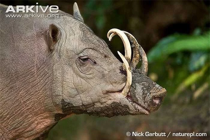 Lợn hươu được biết đến nhờ hai cặp răng nanh của chúng: cả hai cặp răng nanh trên và dưới đều khá lớn, cong ngược và uốn về phía sau rồi sau đó uốn ngược trở lại phía trước.