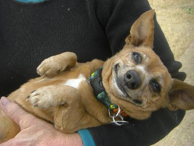 12 sự thật về loài chó có thể bạn chưa biết